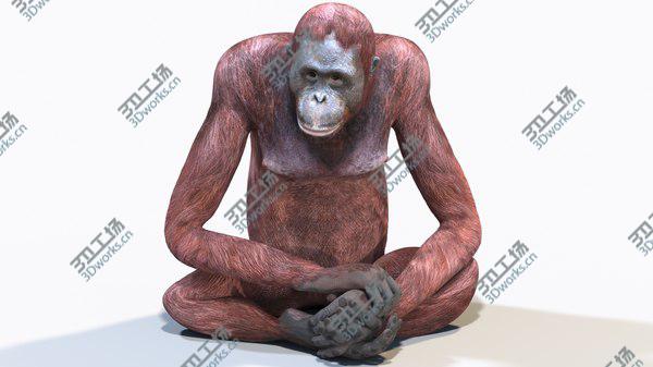 images/goods_img/20210312/Orangutan Female Animated 3D model/2.jpg